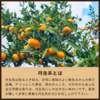 蔵出しみかん丹生系｜風味の良い晩生みかんの希少品種
