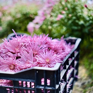 【農薬9割減】かきのもと★シャキシャキ食感の食用菊【小林農場】