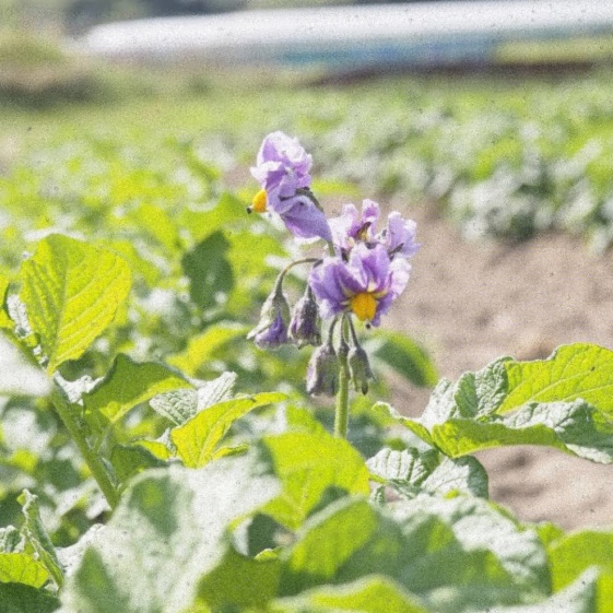 新じゃがいも インカのめざめ 農家漁師から産地直送の通販 ポケットマルシェ