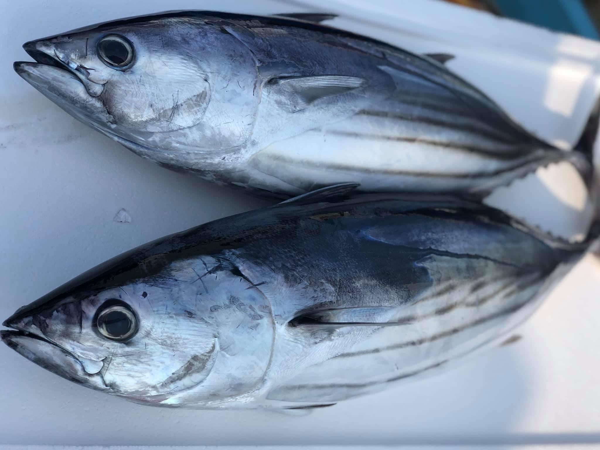 熊野灘産 取れたて鮮度抜群の極上カツオ1匹で2キロ以上もの 農家漁師から産地直送の通販 ポケットマルシェ