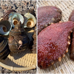 【江田島産】赤ナマコとサザエのセット