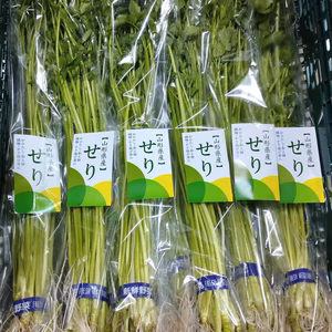【山形上山産 せり 根付き】 縦型の専用箱で鮮度を維持してお届け！！