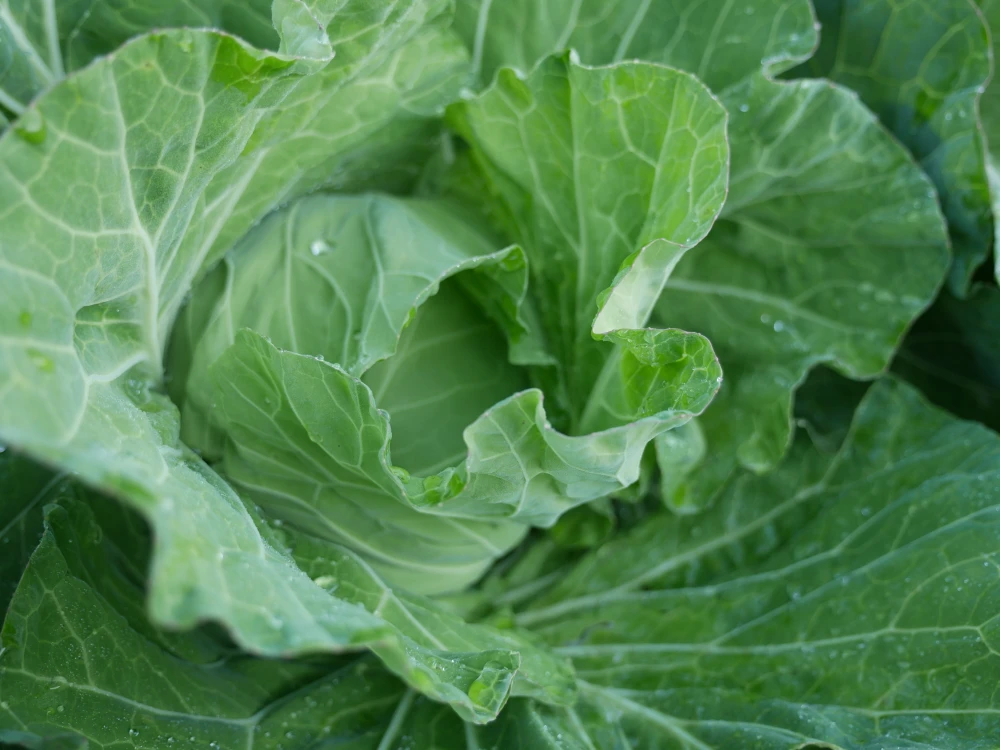 但馬の旬をお届け！採れたて野菜セット(農薬・化学肥料不使用)