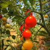 フルーツトマト華姫１㎏