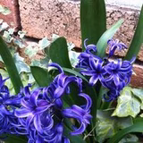 あーちゃんママ