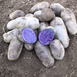 紫の宝石　シャドークイーン