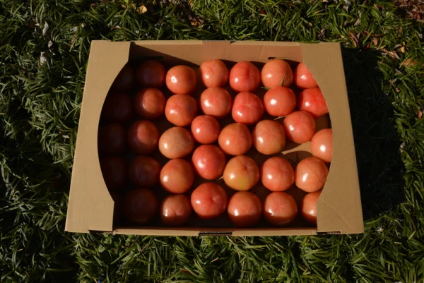 【超お買い得】浅井農園の規格外大玉トマト約4kg入り