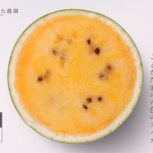 【超数量限定】究極の甘さ！プレミアム大玉八色産スイカ【黄色】
