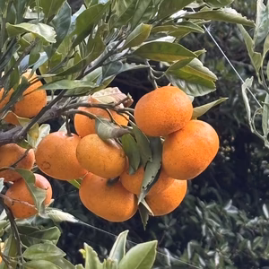 【太陽と潮風が育てた、自然のままの甘み】〈無選別〉完熟大長みかん