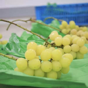 【除草剤・化学肥料不使用】極熟シャインマスカット(家庭用)