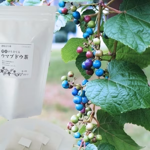 酵素が生きてる！ウマブドウ茶（手軽に飲める紐付きティーバッグ入り）