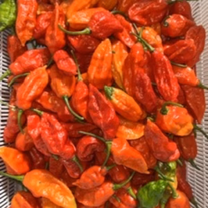 ブートジョロキア　1kg  約200個