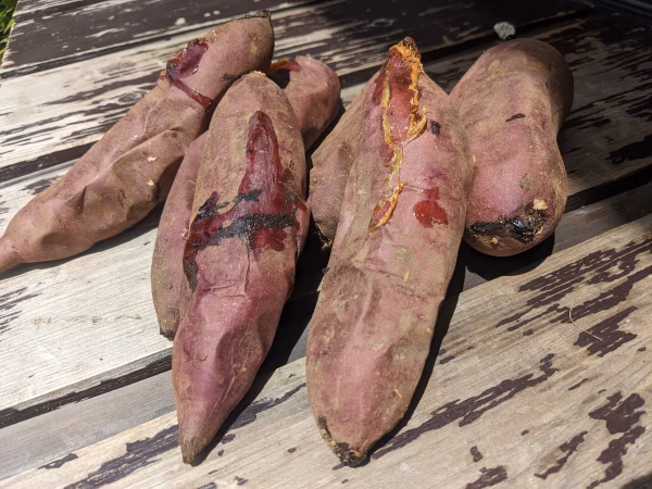 TBS『大泉サンド』出演話題☆三段階式焼法で糖化濃蜜熟成焼き芋2026年1月予約