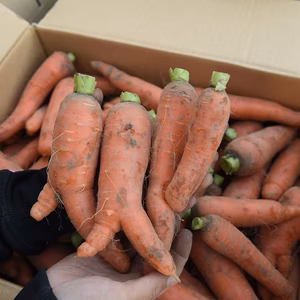 有機JASにんじん（規格外） 約5㎏　※栽培期間中農薬＆除草剤＆化学肥料不使用※