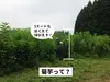 【訳あり数量限定】自然栽培の菊芋　８kg