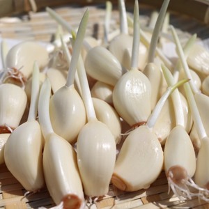 ☆送料無料☆期間限定☆3袋セット☆スプラウトニンニク☆美味しい☆