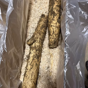 北海道産　秋収穫　いんなみ農園の長芋(ネバリスター)　規格外品3kg