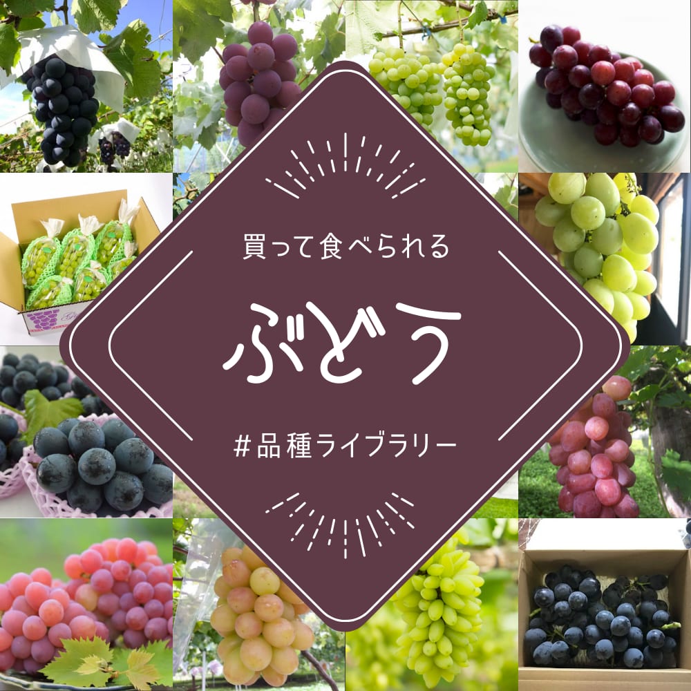 農家直送のぶどう32種類ご紹介????買って食べられるぶどう品種図鑑(8/28更新) | 農家漁師から産地直送の通販 ポケットマルシェ