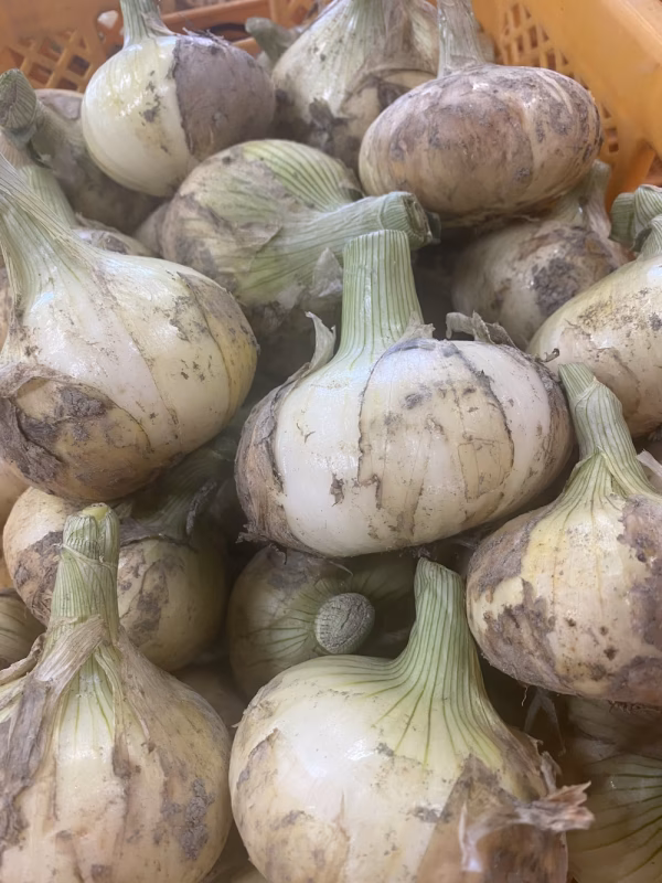 形が悪いだけ淡路島新たまねぎ　10Kg