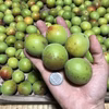 6/16収穫　青梅　自然農 農薬消毒化学肥料不使用  自然栽培 #無農薬