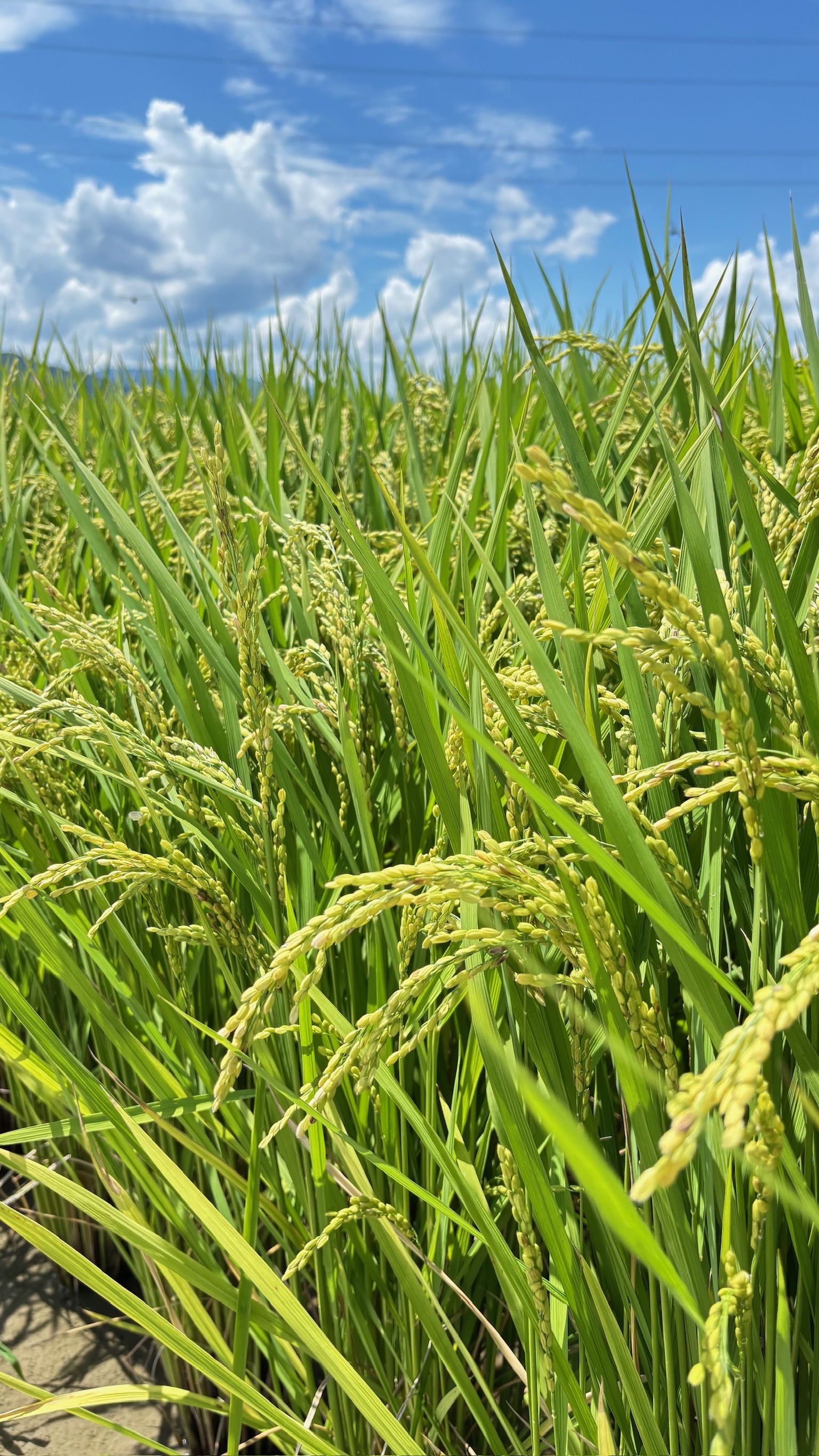 令和7年 徳島県産 新米 あきさかり 白米 5㎏｜白米の商品詳細