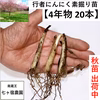 ！現在出荷中！【4年物20本】行者にんにくの苗根