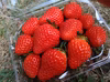完熟するまで待って収穫！！のイチゴ　4パック700ｇ前後　さがほのか
