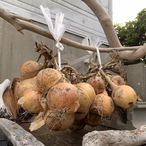 伝統！淡路島産吊り玉ねぎ 2束約10㎏