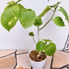 現物販売　①　フィカス　ゴムの木　ウンベラータ　曲がり　卓上　インテリア