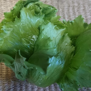 一瞬一旬レタスばっかりセット