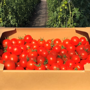 【朝採れ】数量限定！収穫初めの高糖度フルーツトマト