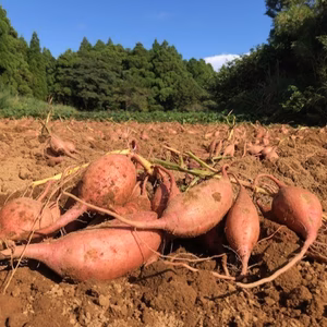 オーガニック種子島安納いも5ｋｇ｜ MIXサイズ（有機認証）