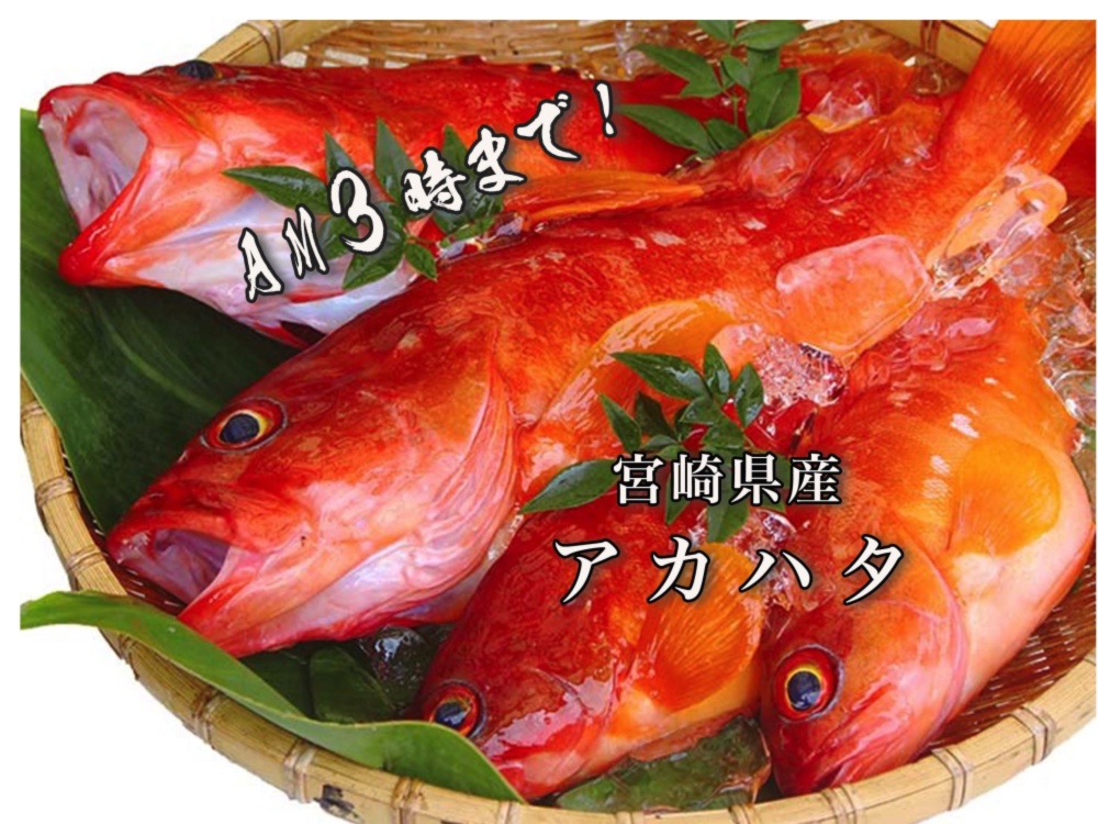 Am3時まで 送料無料 お買得 高級魚 アカハタ １kg 農家漁師から産地直送の通販 ポケットマルシェ