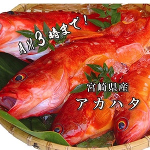 【AM3時まで！】送料無料！お買得!高級魚「アカハタ」（１kg）