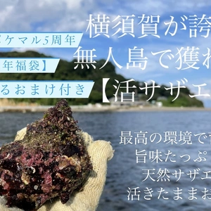 【5周年福袋】横須賀が誇る無人島『猿島』で獲れた活サザエ×本物のタコ焼き串セット