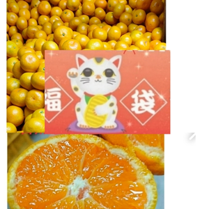 セール価格❢】(Aランク家庭用)樹上完熟の有田みかん❢サイズミックス