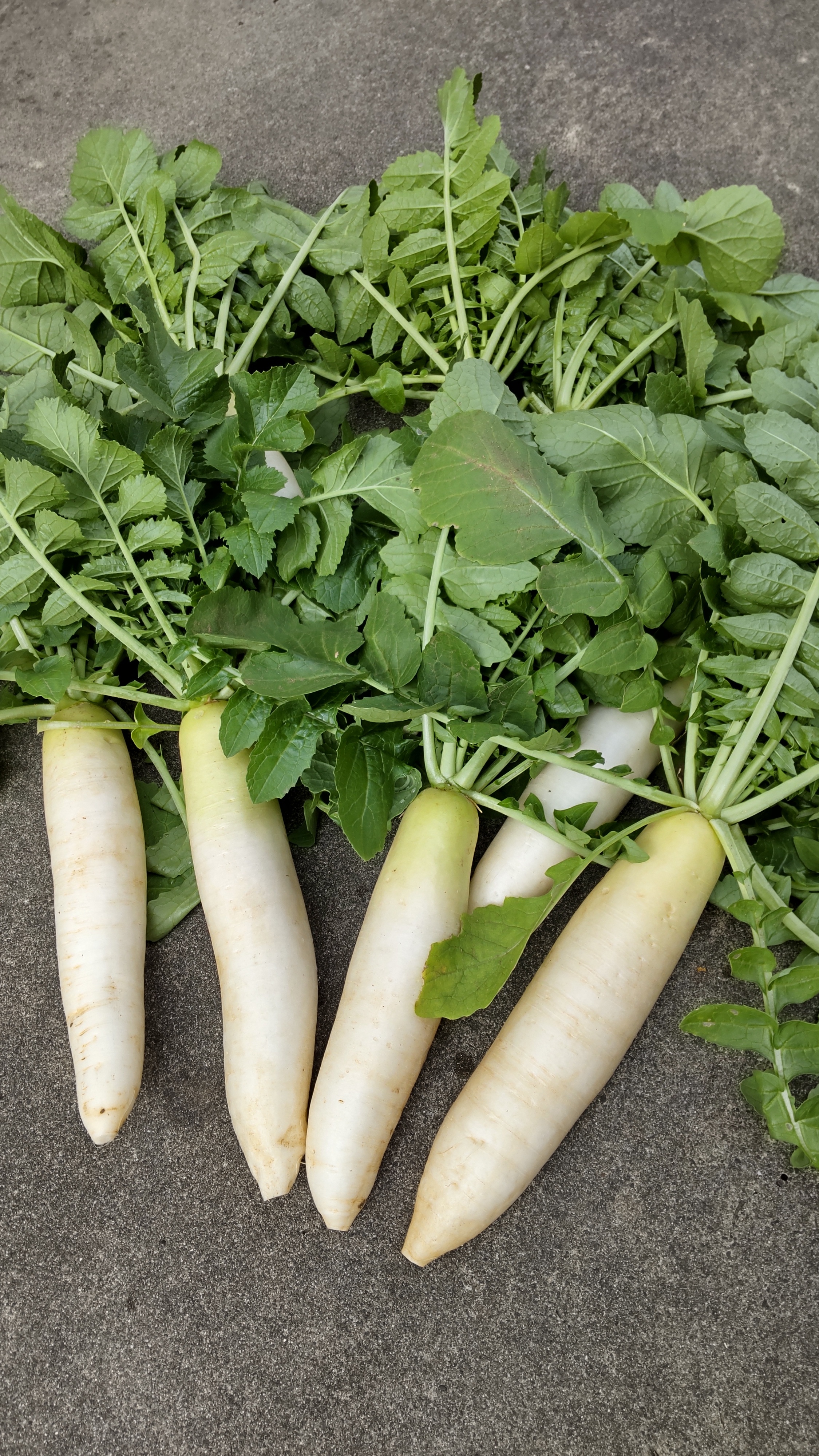 農薬不使用 金時にんじん1キロ④そろそろ終わり - 野菜