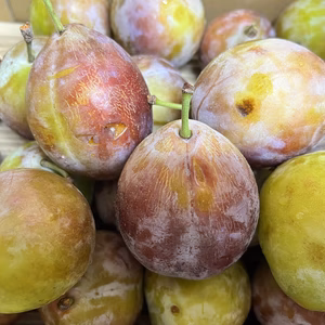 りんご園主がつくる【訳ありプルーン】パープルアイ　3キロ