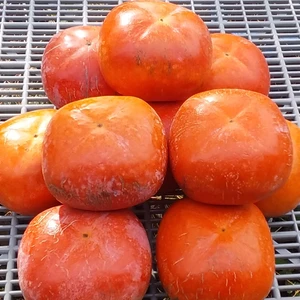 【訳あり】紀の川柿「糖度14度」黒蜜いっぱいの柿です(3.0Ｋg)和歌山産