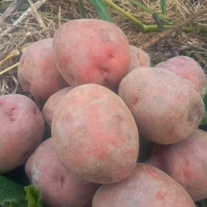 じゃがいも　アンデスレッド　自然栽培、自家採種