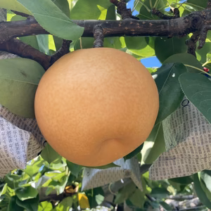 糖度13度以上保証★新高梨5kg（6-10個）