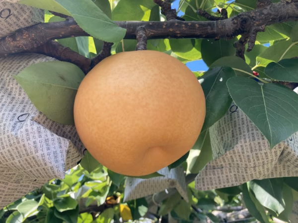 糖度13度以上保証★新高梨2.8kg（5個）