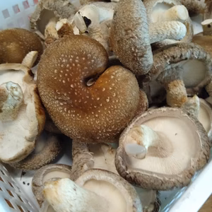 【規格外菌床椎茸】　西軽井沢産　農薬不使用　冷凍可能