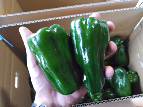 青森県産特別栽培ピーマン　スーパーでは見ない立派なサイズ　