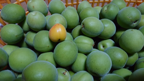 『群馬県産』自然栽培　白加賀（青梅） 農薬、化学肥料、除草剤、堆肥不使用