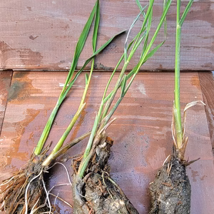 マコモ（マコモダケ）の苗（小）【奈良県産・農薬不使用・無肥料】【送料込】