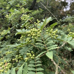 実さんしょう　生さんしょう　和歌山県産
