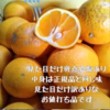 清見　きよみ　清見オレンジ　和歌山県有田産　家庭用　訳あり品