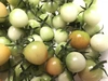 【川上農園】青トマト 変わった野菜が好きな方に✨ たっぷり1kg！