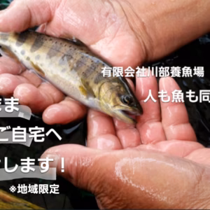 ～限定地域～阿蘇から活きた湧水やまめをお届け（活魚）注意：翌日午前中配送地域のみ